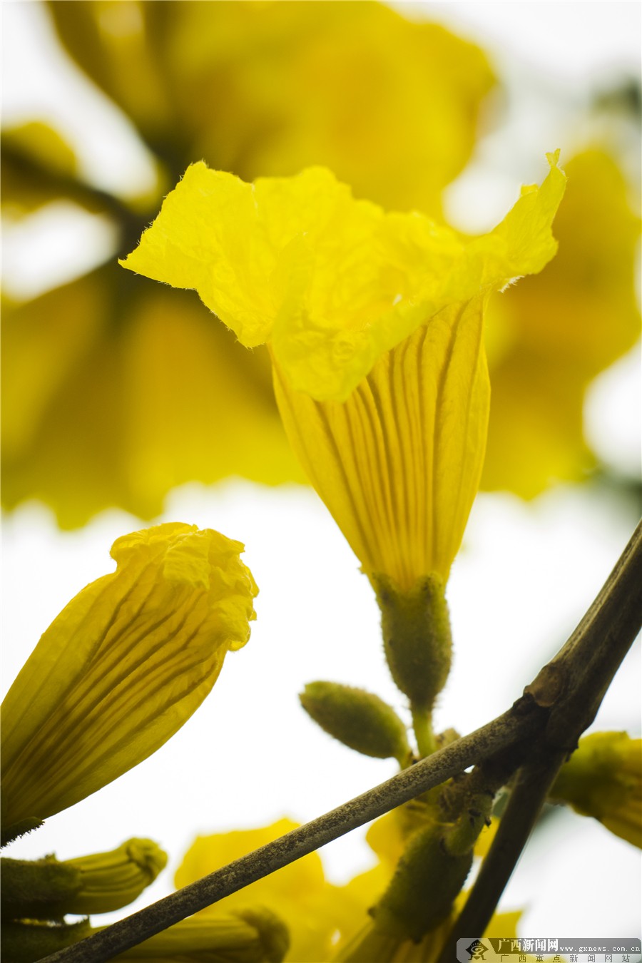 高清:巴西国花怒放南宁_广西新闻网精彩图集新闻