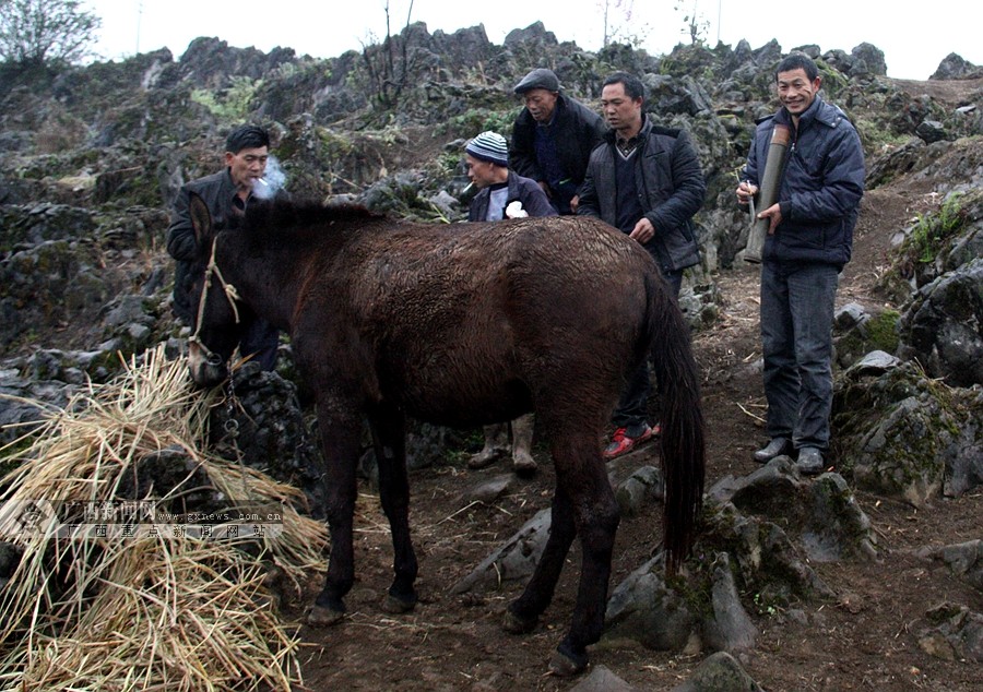 臉譜隆林趕馬人走戈壁穿沙漠馬蹄踏出致富路