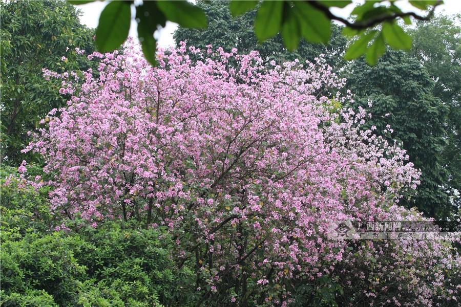 花样南宁雨中到人民公园赏紫荆花1124