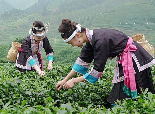 广西十大茶园:人间四月天 来一场小清新走心之旅