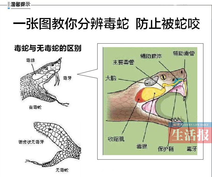 毒蛇种类图片名称图片