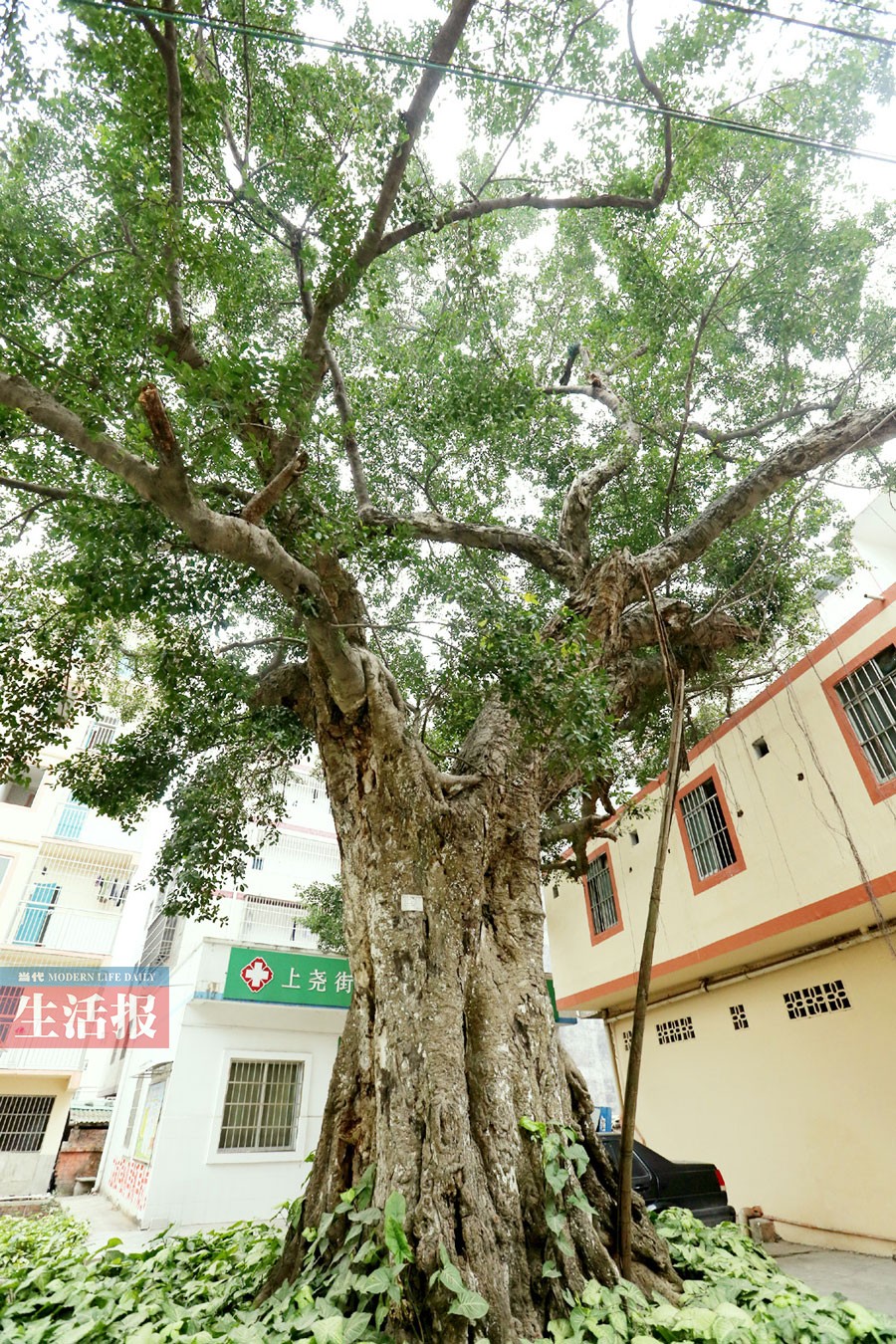 高清:南宁有哪些古树名木分布在哪儿 你知道吗? (2)