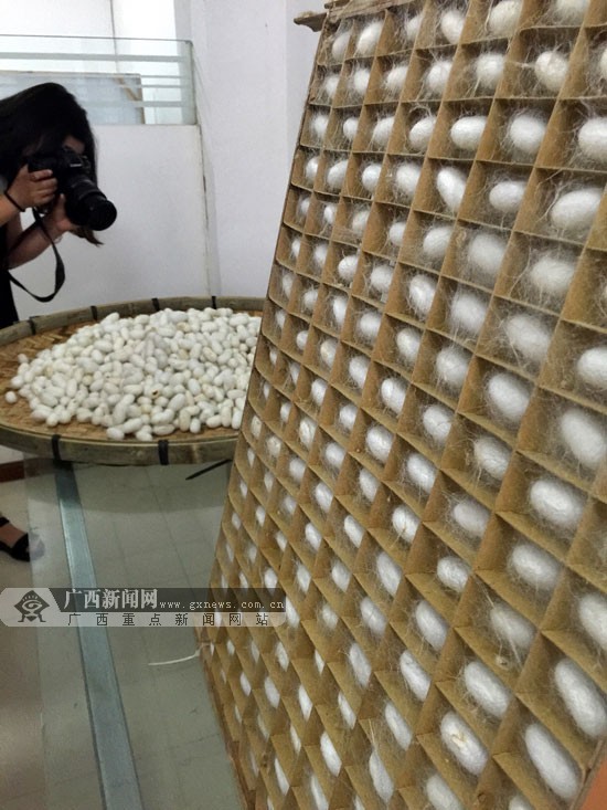 探访宜州市最长丝绸产业链 蚕宝宝萌化众记者(图)