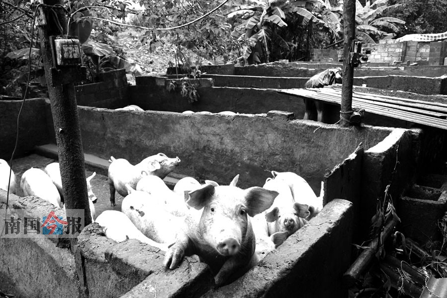 上百头生猪被露天淋雨,养殖户担心猪因此生病,便找来石棉瓦搭建临时