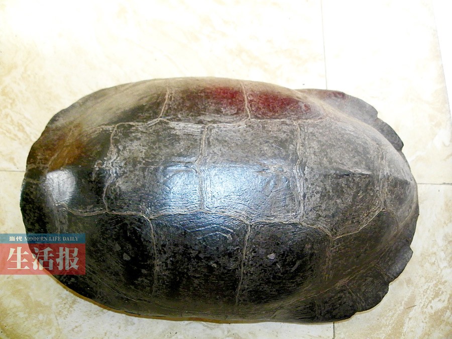 6月18日焦点图教你辨别名龟别被骗了2329