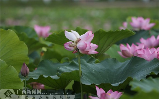 贵港市第二届荷花展惊现并蒂莲图