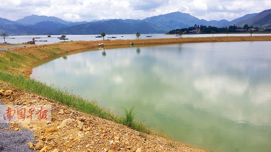 青獅潭水庫擺脫網箱養魚又遭圍堰瓜分 水質或惡化 (3)