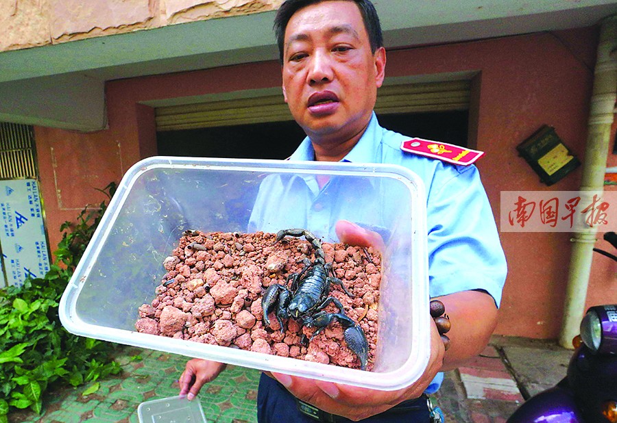 小区"蝎出没"居民心慌 车库疑似现蝎子加工"窝点"