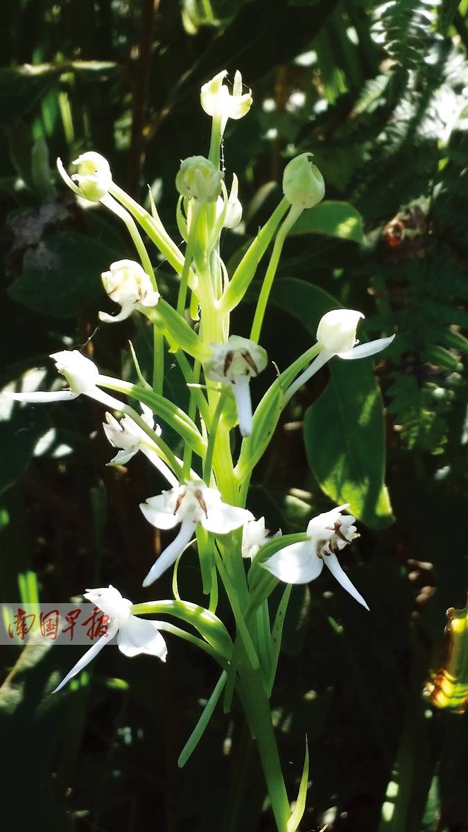 广西发现珍稀兰花新种 大山深处幽兰吐芳华(组图)