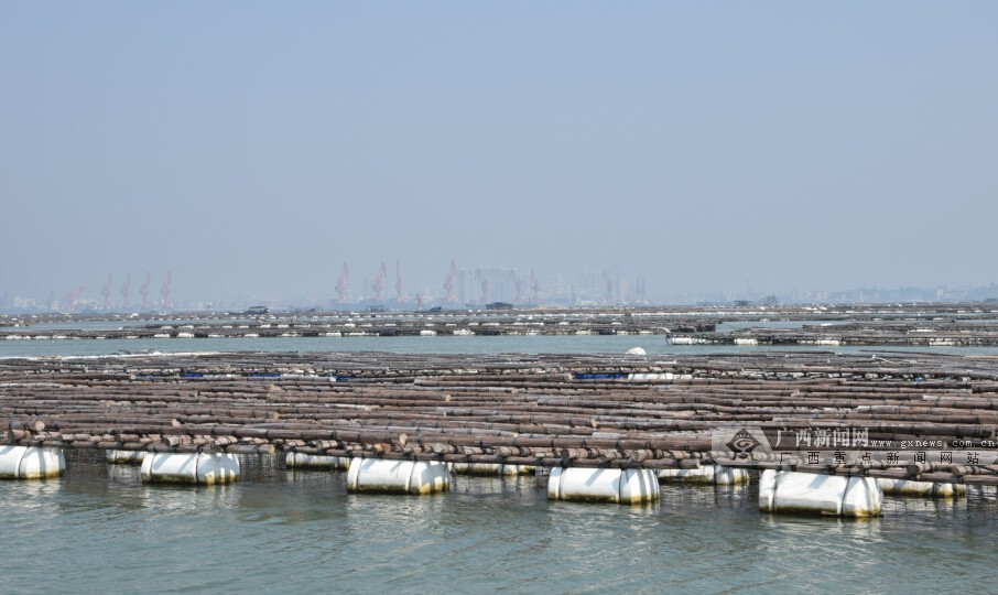 防城港灾后万亩蚝排首获大丰收