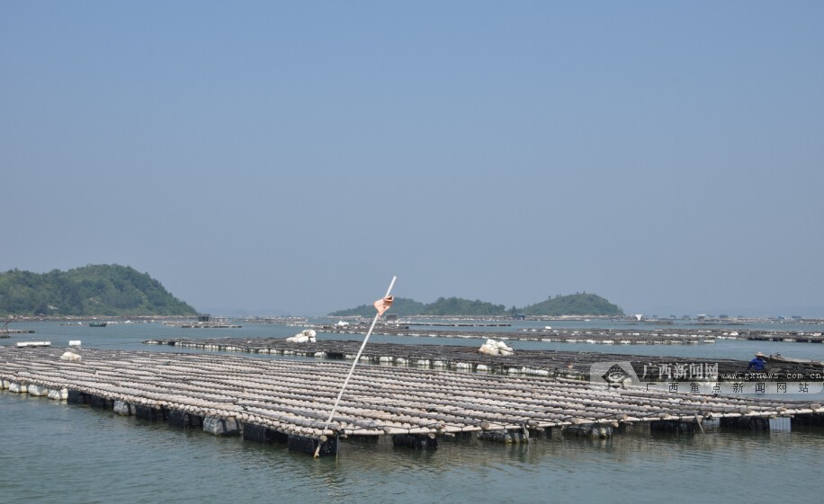 防城港灾后万亩蚝排首获大丰收
