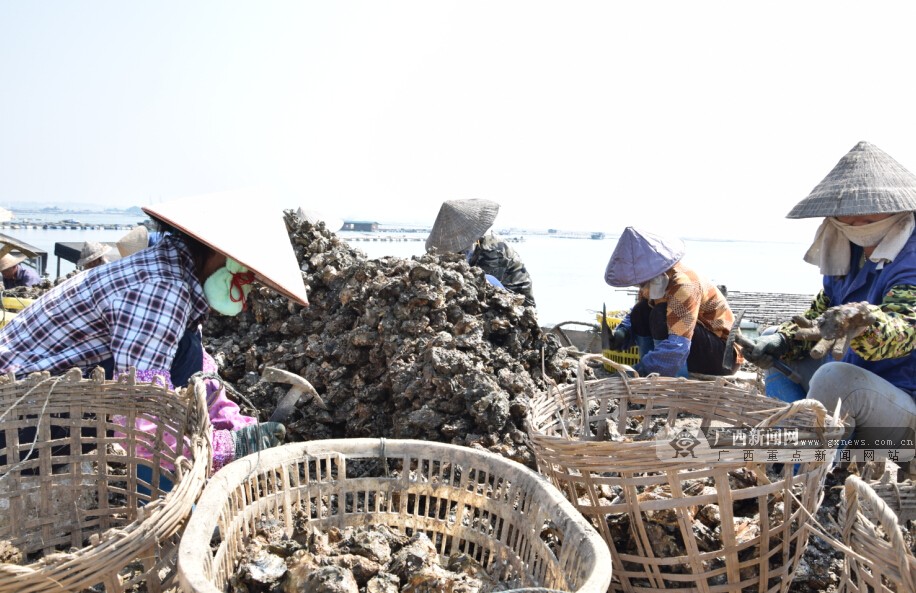 防城港灾后万亩蚝排首获大丰收