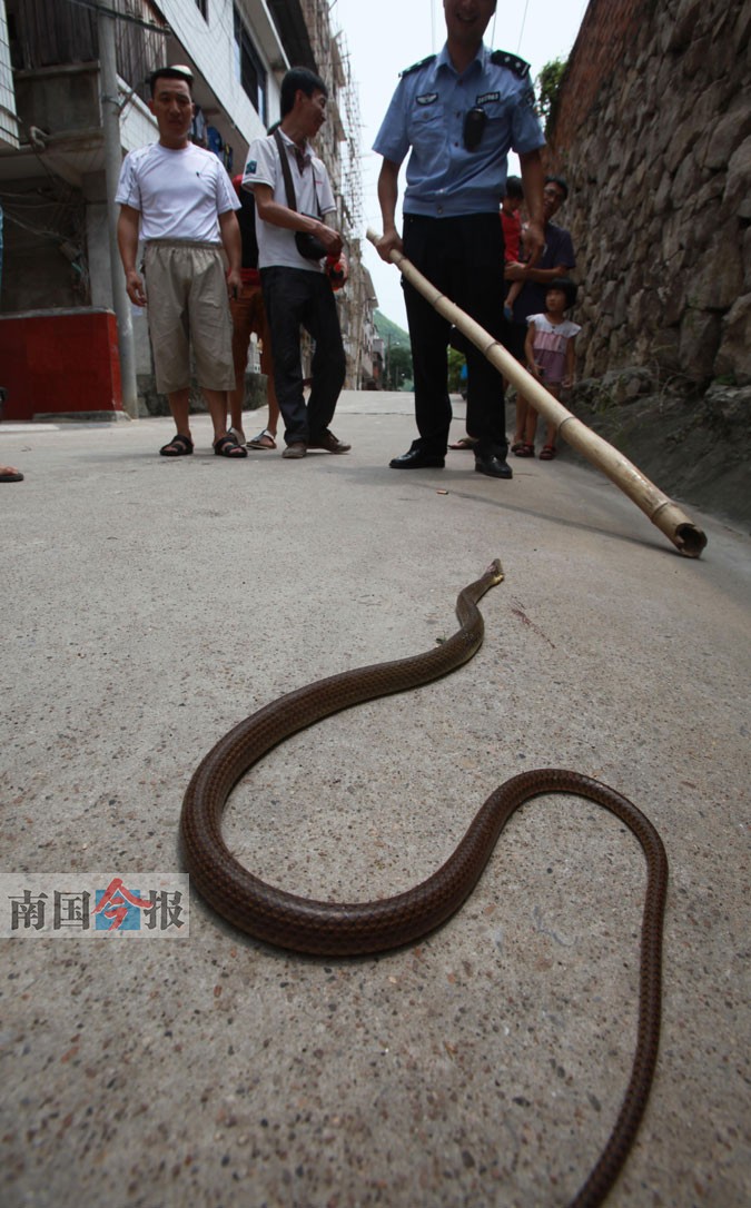 秋天来了蛇虫凶猛 被咬伤蜇伤可别大意(组图) (2)
