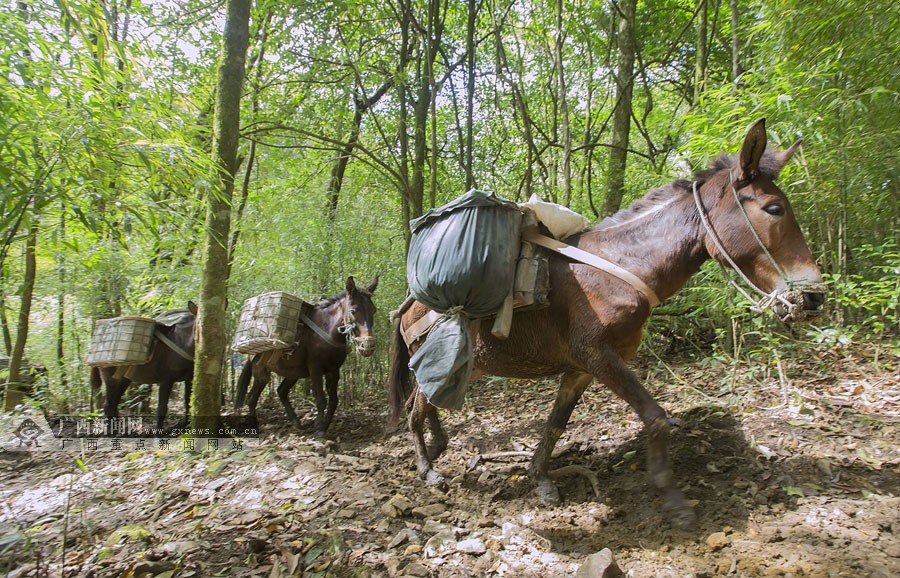 脸谱:桂西马帮山间走出幸福路|手机广西网