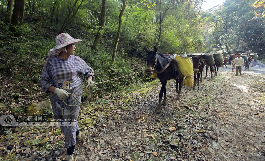 脸谱:桂西马帮山间走出幸福路|手机广西网