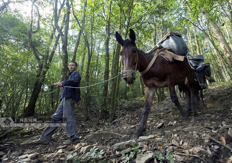 脸谱:桂西马帮山间走出幸福路|手机广西网