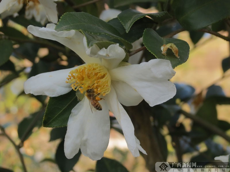 湖北黄袍山油茶博物馆展示油茶的前世今生