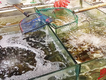 网传"鱼浮灵"让鱼"一秒复活" 吃后致癌?(图)