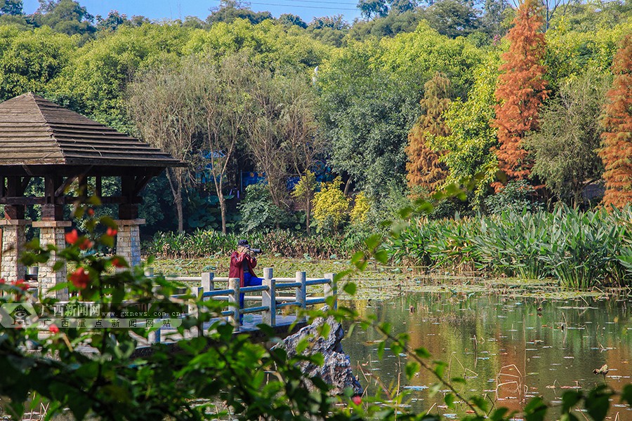 高清:獅山公園——紅葉彩林倚碧潭 (6/15)