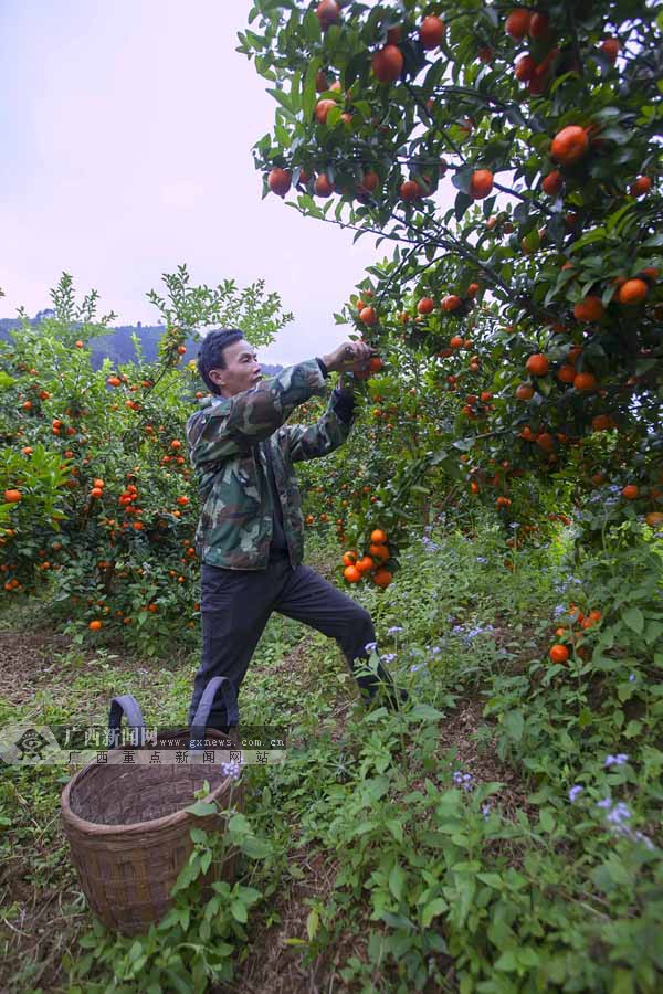 [脸谱]水果达人肖尘:大山里种出"致富果"
