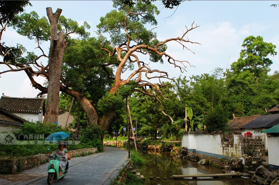 生态乡村·壮美广西--广西新闻网