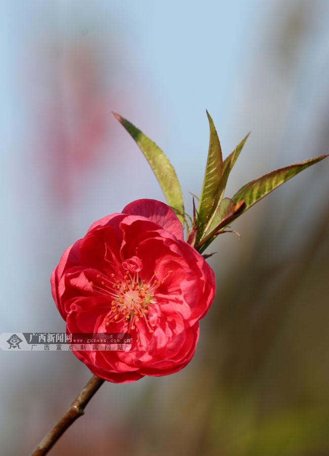 广西新闻网通讯员 谭凯兴摄