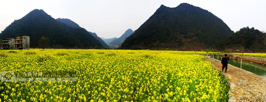 高清百色乐业甘田镇油菜花竞相绽放111