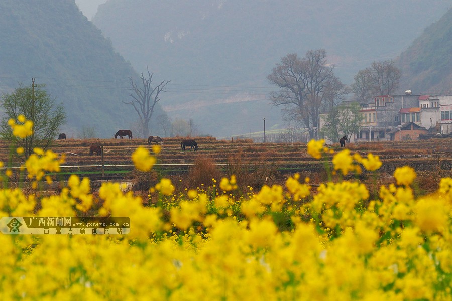 连日来,百色市乐业县甘田镇集中在夏福村,四合村二级公路沿线及龙云山