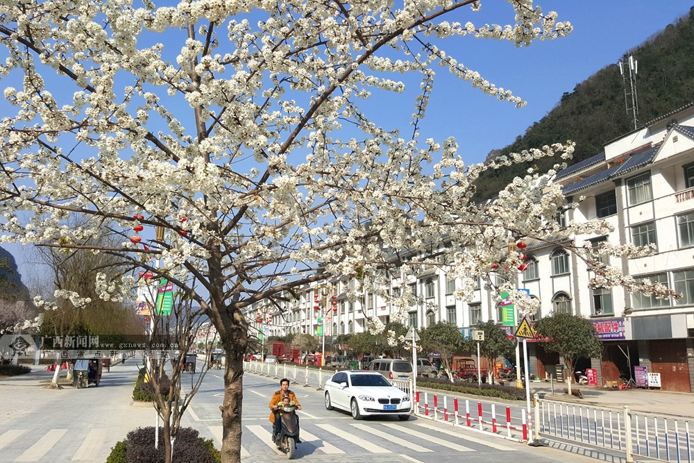 快去赏樱吧 浪漫樱花开满乐业城-广西新闻图集