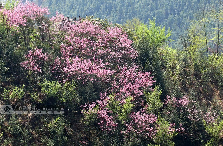山间盛开的桃花.广西新闻网通讯员 黄海杰摄