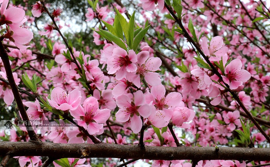 高清隆林艳丽桃花深山开37