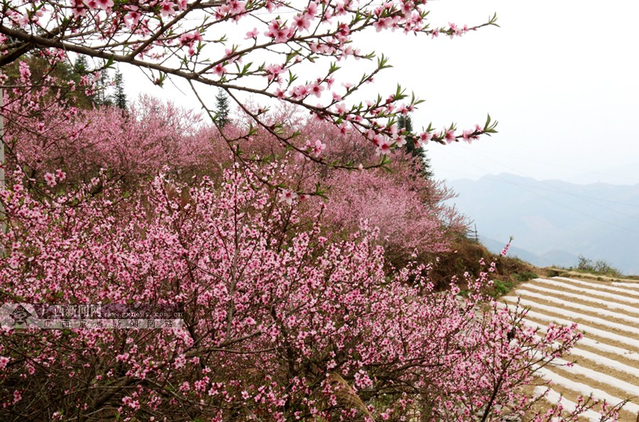 高清:隆林艳丽桃花深山开|手机广西网