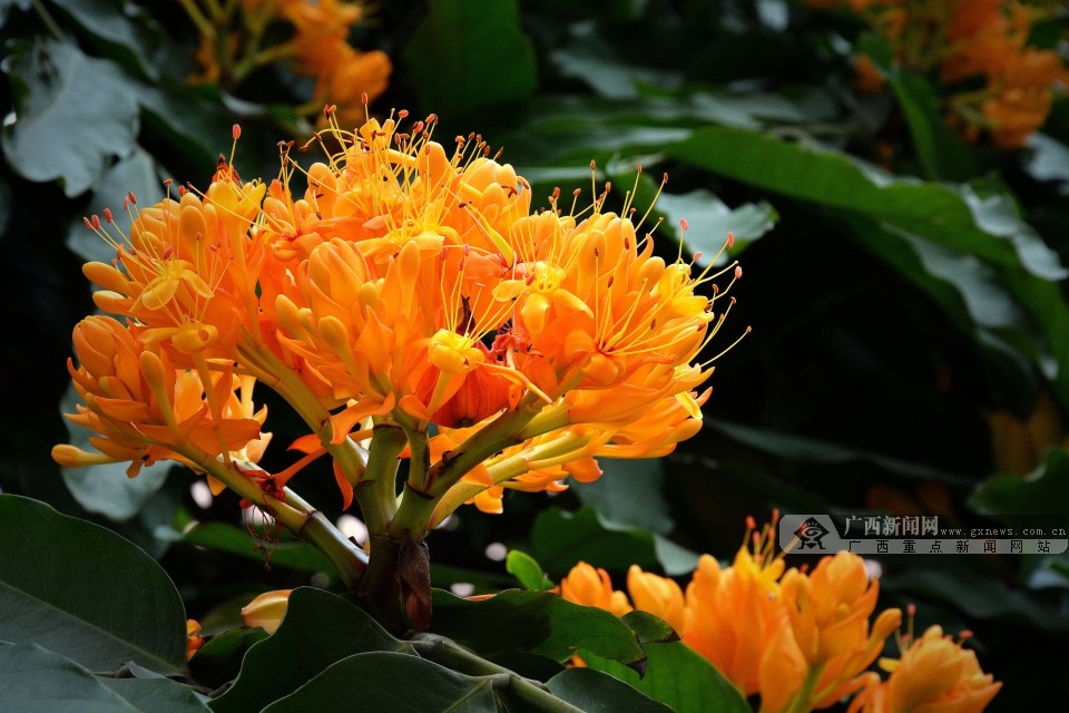 火焰无忧一枝花开了快来南宁园湖路看火焰花了