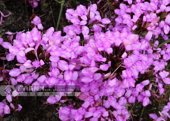 美丽的紫色草花.广西新闻网通讯员 黄海杰摄盛开的黄饭花.