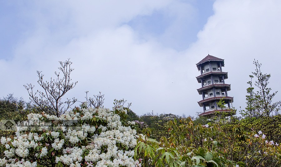 高清岑王老山春景迷人1017