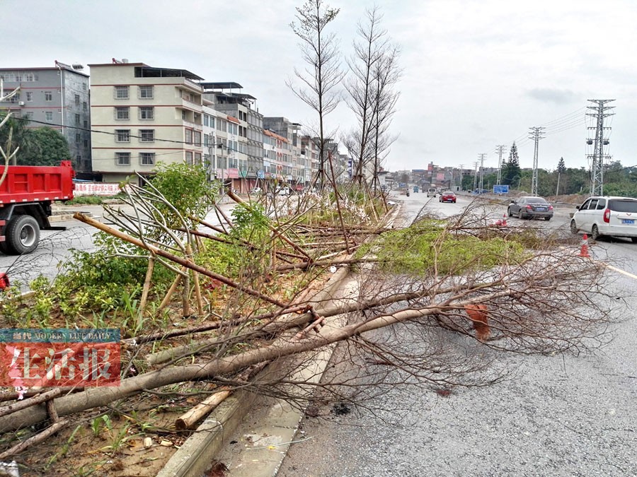 22日凌晨邕城狂风起大雨下 多个路段树木倒伏(图)