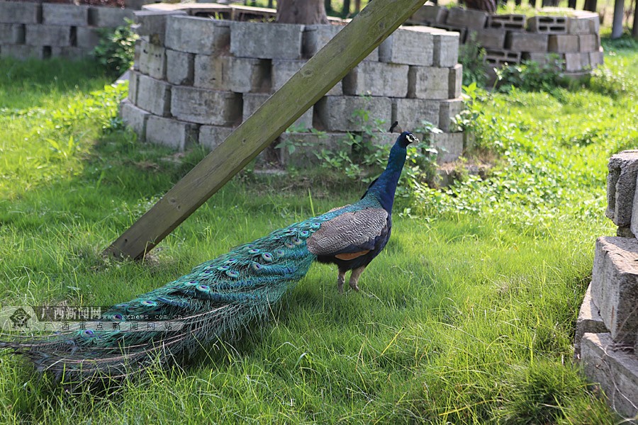 ̨̽ũҵ԰ ˼ſڵġ顱