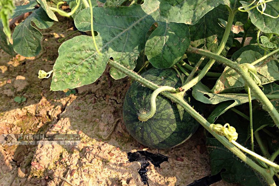 ̨̽ũҵ԰ ˼ſڵġ顱