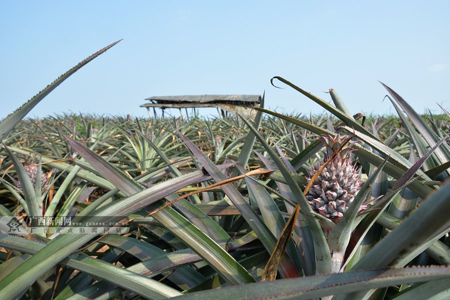 ̨̽ũҵ԰ ˼ſڵġ顱