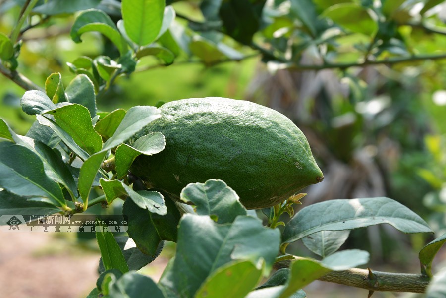 ̨̽ũҵ԰ ˼ſڵġ顱