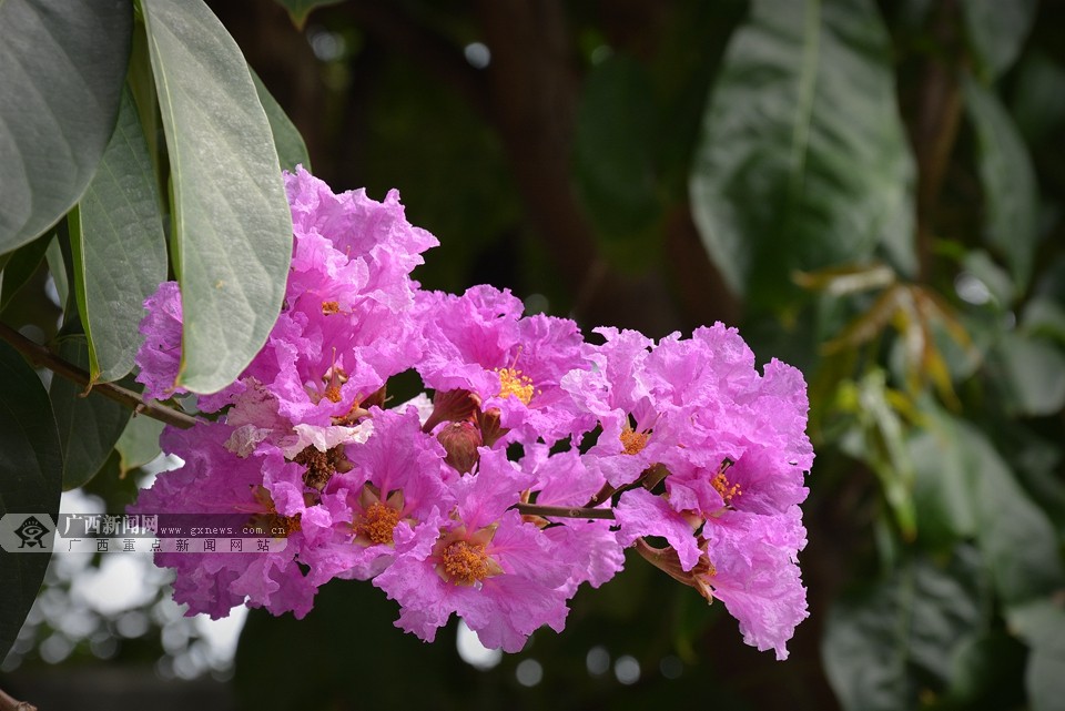 五月绿城"颜值担当"——大叶紫薇 (6/18)