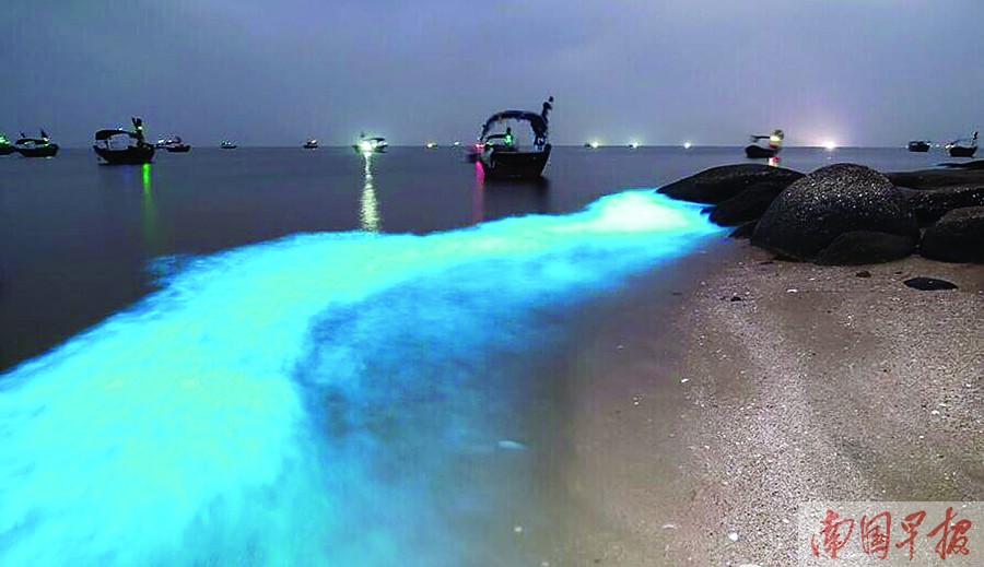 钦州三娘湾惊现神秘蓝色荧光 专家称系夜光藻引起