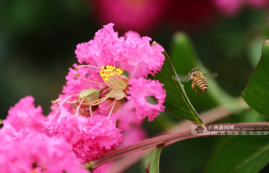 ƽֶɺӴ壺ɽɽӪɫҵ(ͼ)