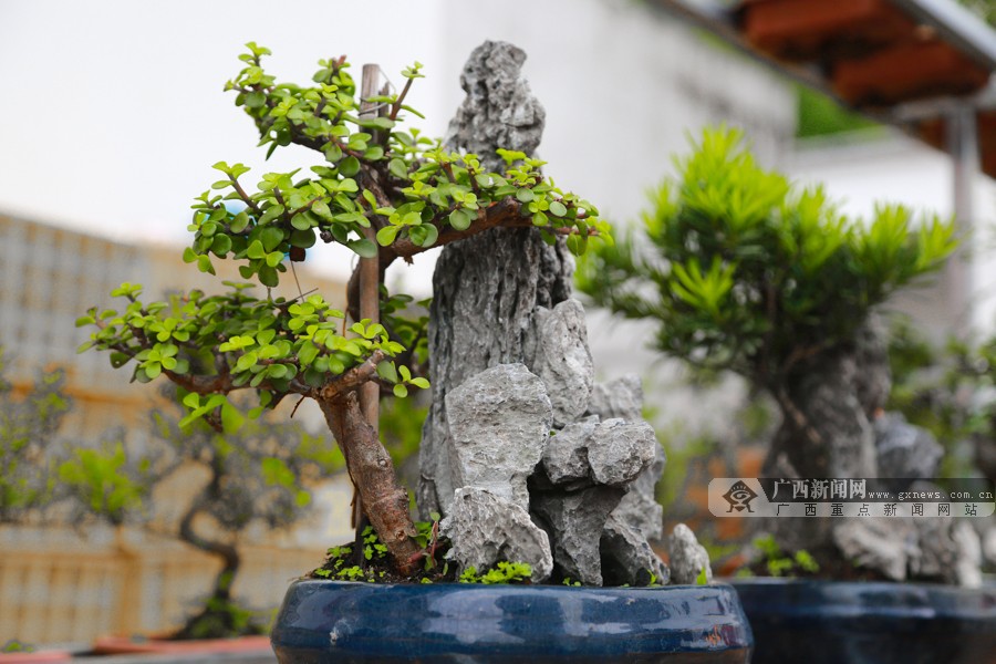 ƽֶɺӴ壺ɽɽӪɫҵ(ͼ)