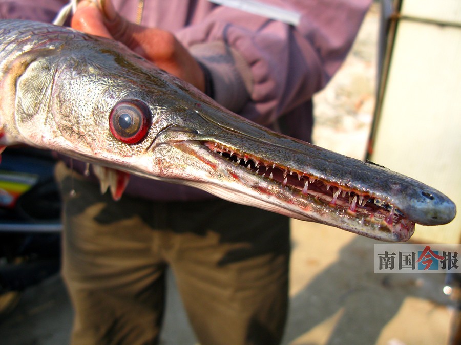 7月14日焦点图豪车高速路翻车一人手掌断掉飞出