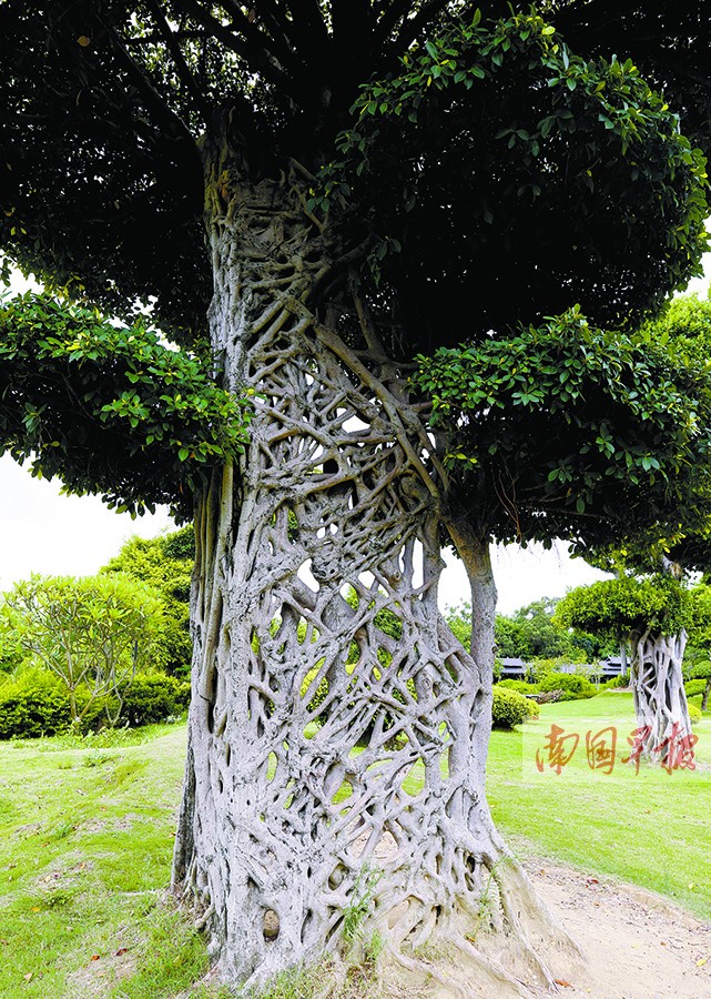 榕树能"独木成林" 为何长得这么"非主流"(图)