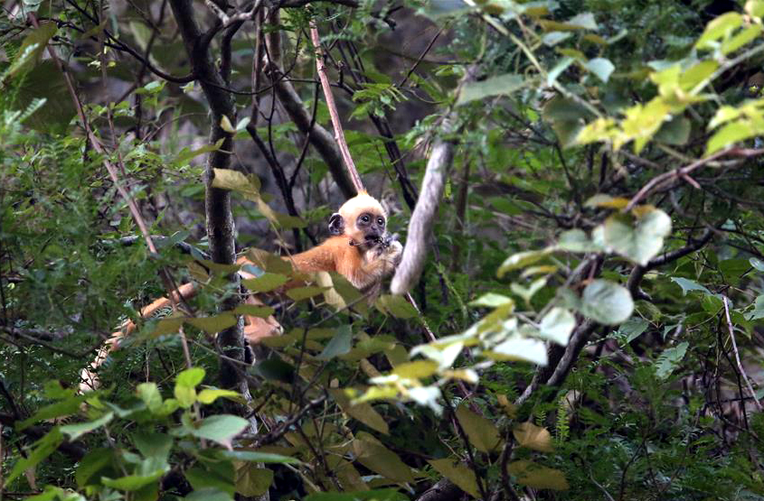 广西崇左:一白头叶猴"家庭"今年已添6只"猴宝宝"