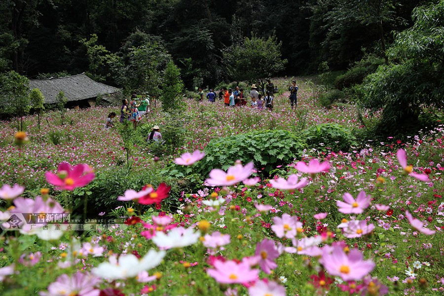 高清乐业五台山森林公园格桑花海醉游人
