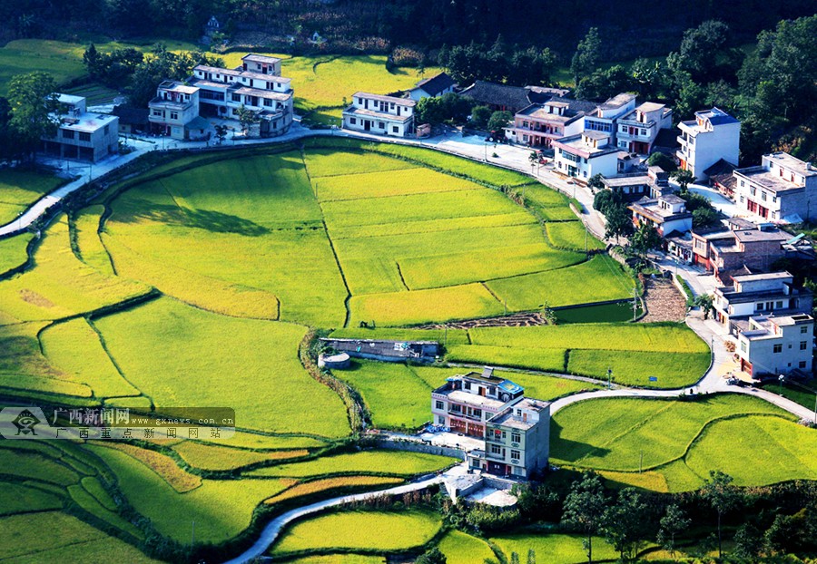 高清组图:乐业县金秋田园风光美如画|手机广西网