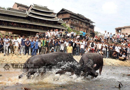 独峒镇岜团村精彩激烈的传统斗牛比赛.广西新闻网通讯员 龚普康供图